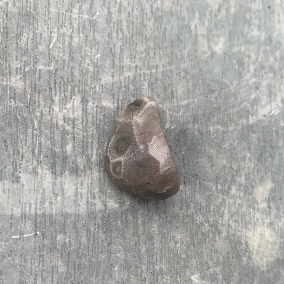 Petoskey stone - Picture 5 of 6